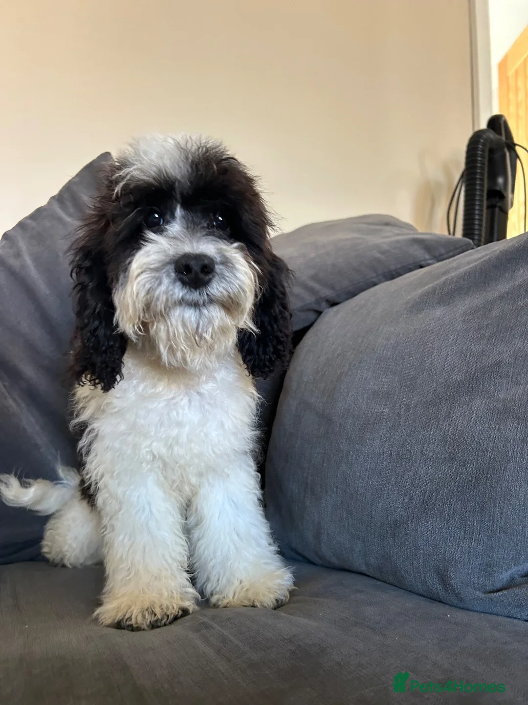 Australian Labradoodle dogs for sale: Australian Labradoodle stunning boy - Advert 1