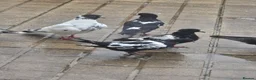 Pigeons birds for sale: Afghani pigeons for sale  - Advert 3