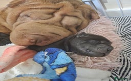Shar Pei dogs for sale: 3x beautiful shar pei puppies  - Image 14