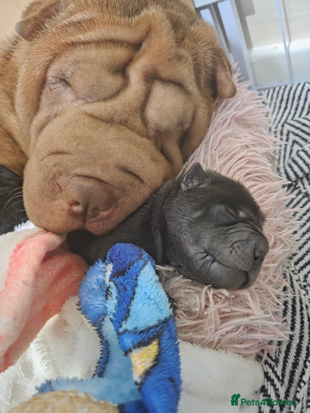 Shar Pei dogs for sale: 3x beautiful shar pei puppies  - Image 14