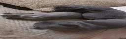 French Bulldog dogs for sale: FRENCH BULLDOG PUPS LOVING FOR A PET HOME - Advert 9
