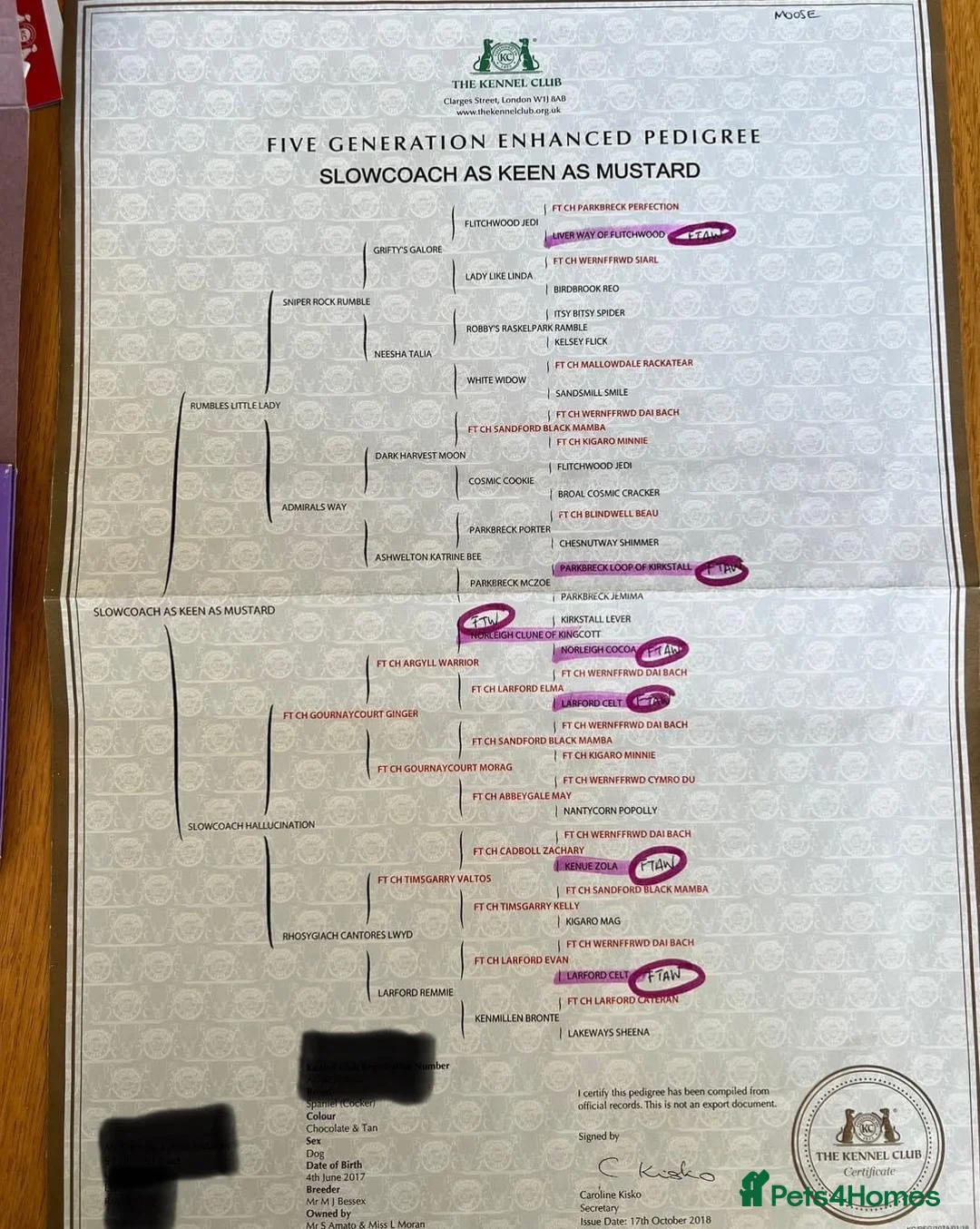 Cocker Spaniel dogs for stud: Champion bred Working cocker spaniel stud dogs  in Middlewich - Advert 4