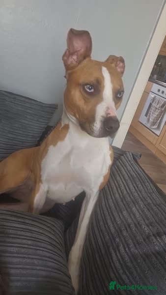 Lurcher dogs Collie bull greyhound  - Advert 17