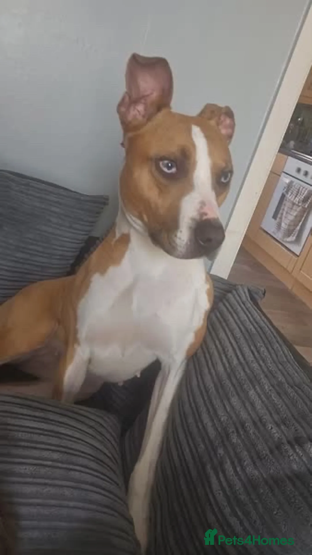 Lurcher dogs for sale: Collie bull greyhound  in Preston - Advert 1