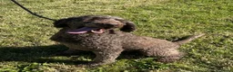 Standard Poodle dogs for sale: Adult Standard Poodle For Sale - Advert 2