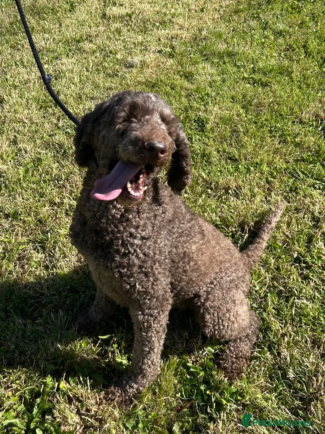Standard Poodle dogs for sale: Adult Standard Poodle For Sale - Advert 2