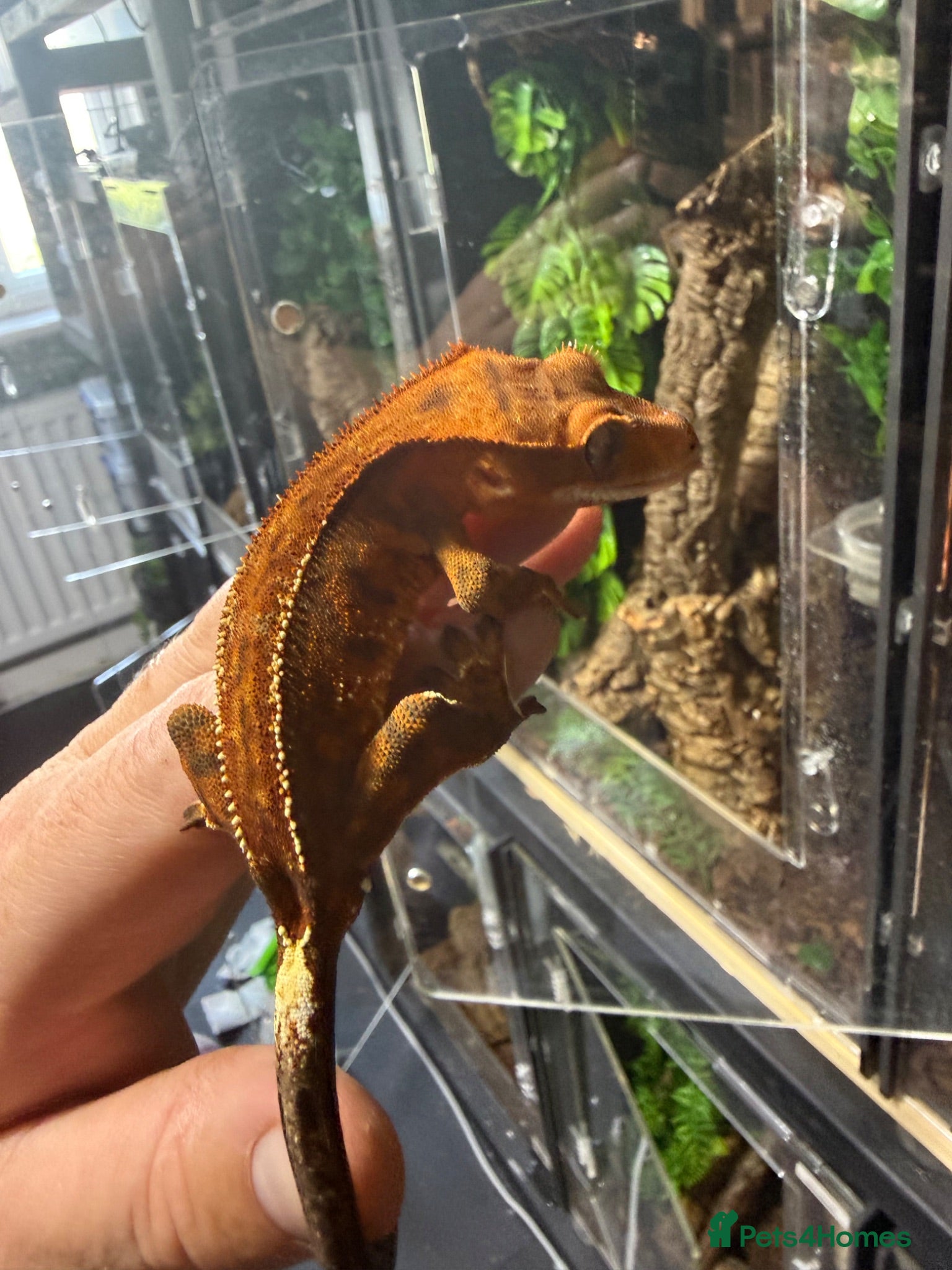 Gecko reptiles Male cappuccino crested Gecko - Advert 2