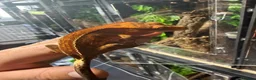 Gecko reptiles for sale: Male cappuccino crested Gecko - Advert 1