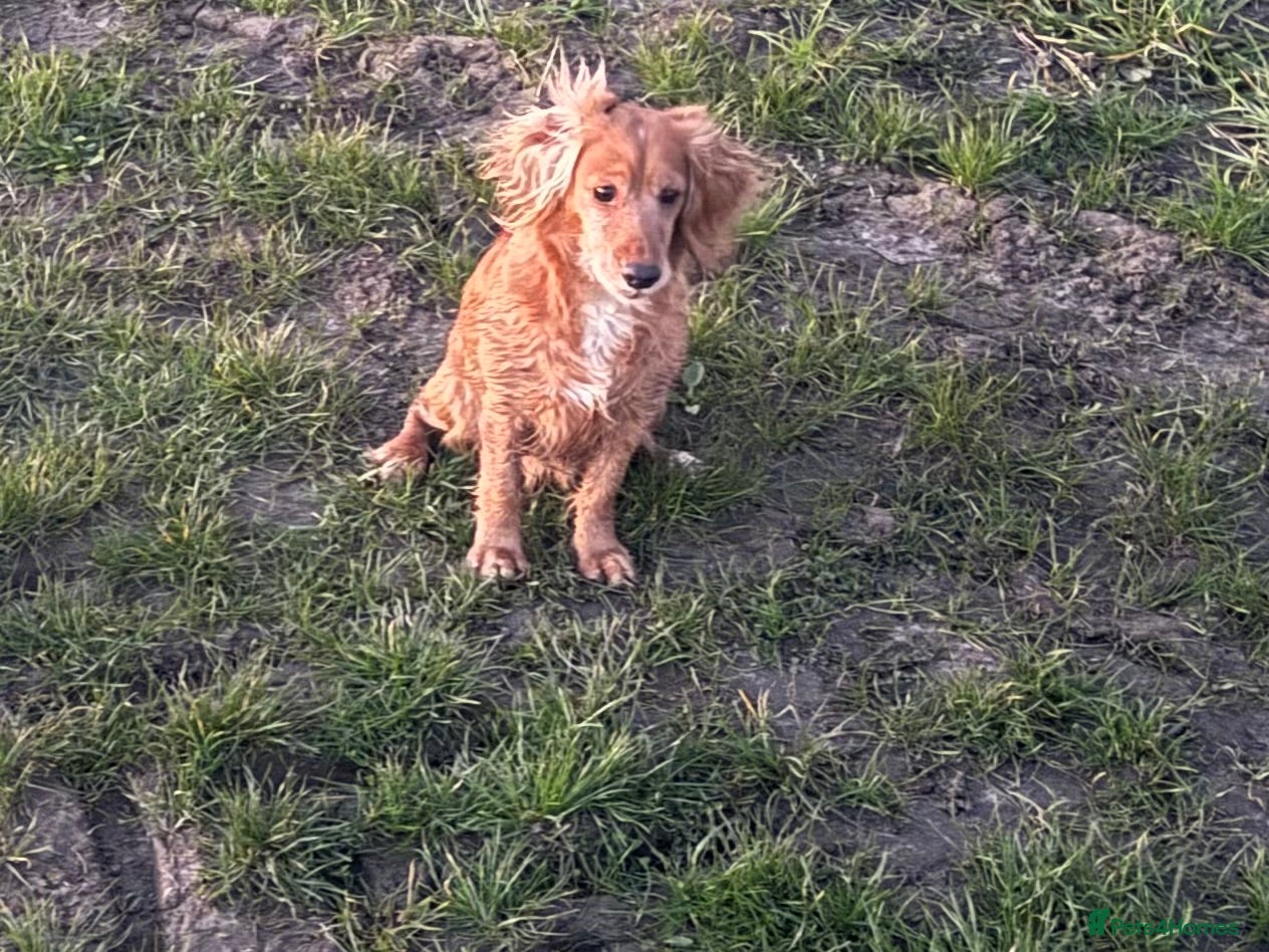 Cocker Spaniel dogs Working cocker spaniel chocolate and tan bitch  - Advert 4