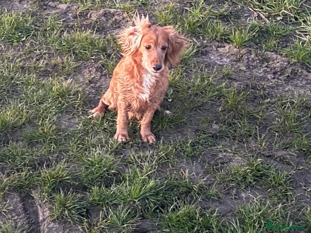 Cocker Spaniel dogs for sale: Working cocker spaniel chocolate and tan bitch  - Advert 1