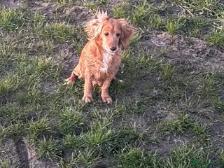 Cocker Spaniel dogs Working cocker spaniel chocolate and tan bitch - Advert 4