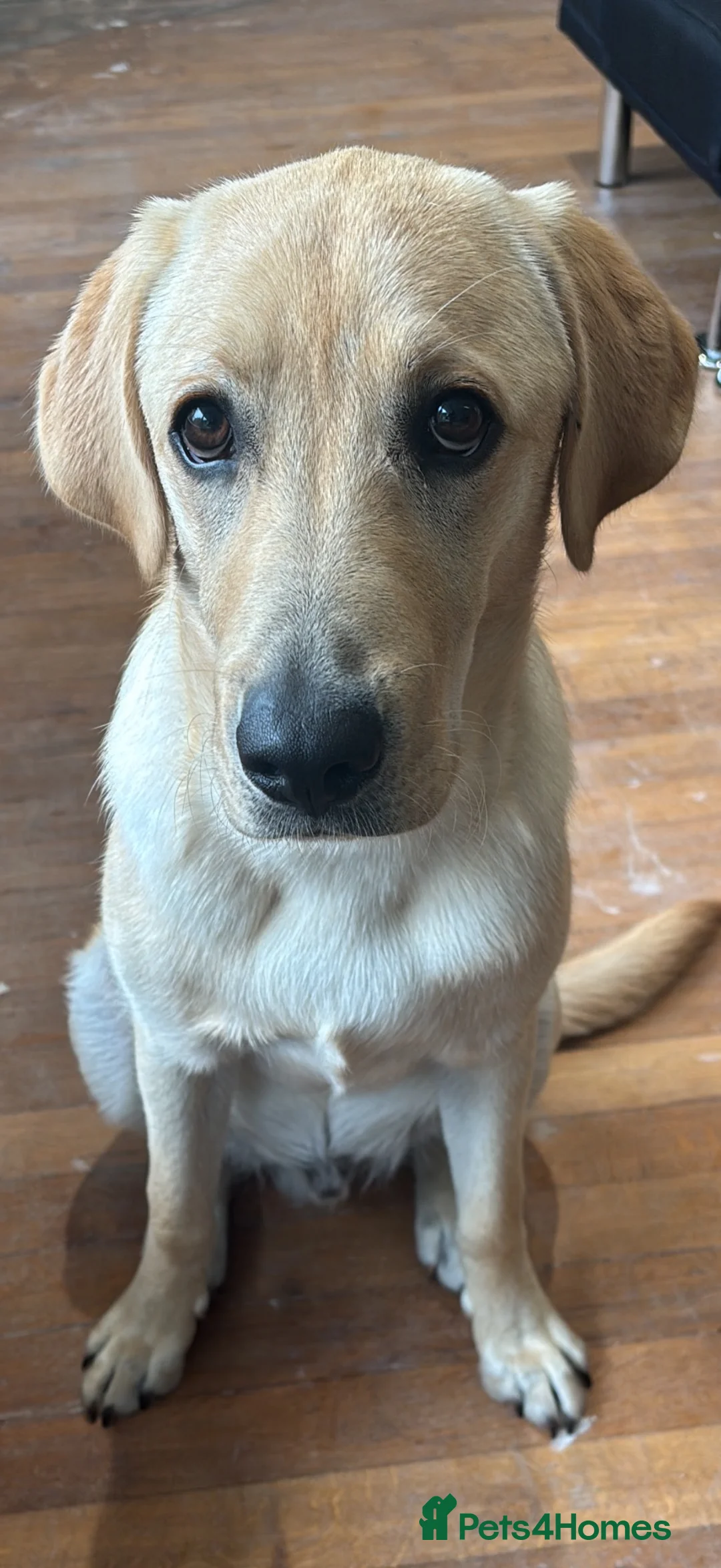 Labrador Retriever dogs for sale: Loving & Playful 9-Month-Old Labrador Boy - Leo in Bournemouth - Advert 1