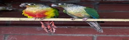 Mixed Breed birds for sale: Different birds for sale  - Advert 8