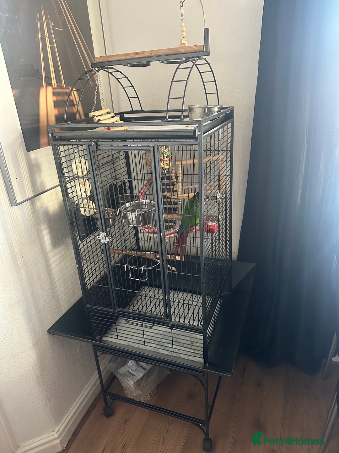 Conures birds for sale: Green Cheek Conure Parrot & Cage - Image 4