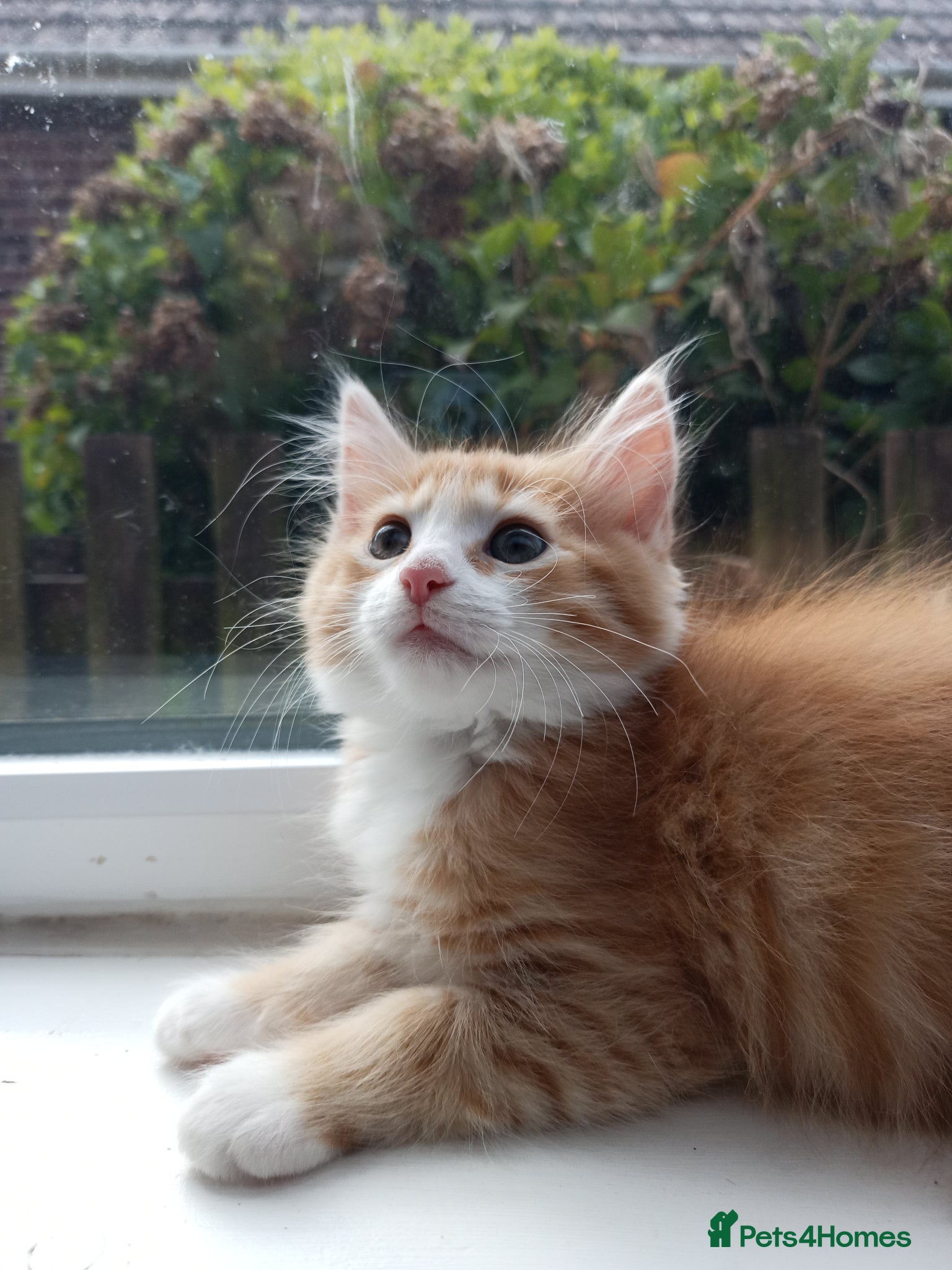 Mixed Breed cats for sale: 🐱 Beautiful Kittens Available 🏡 - Advert 11