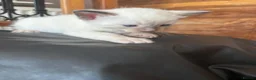 Siamese cats for sale: *female avaliable!* 5 Stunning Siamese Kittens - Advert 9