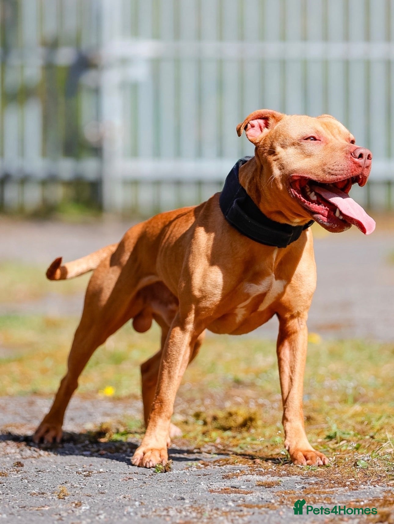 American Bull Staffy dogs Azz for stud  - Advert 1