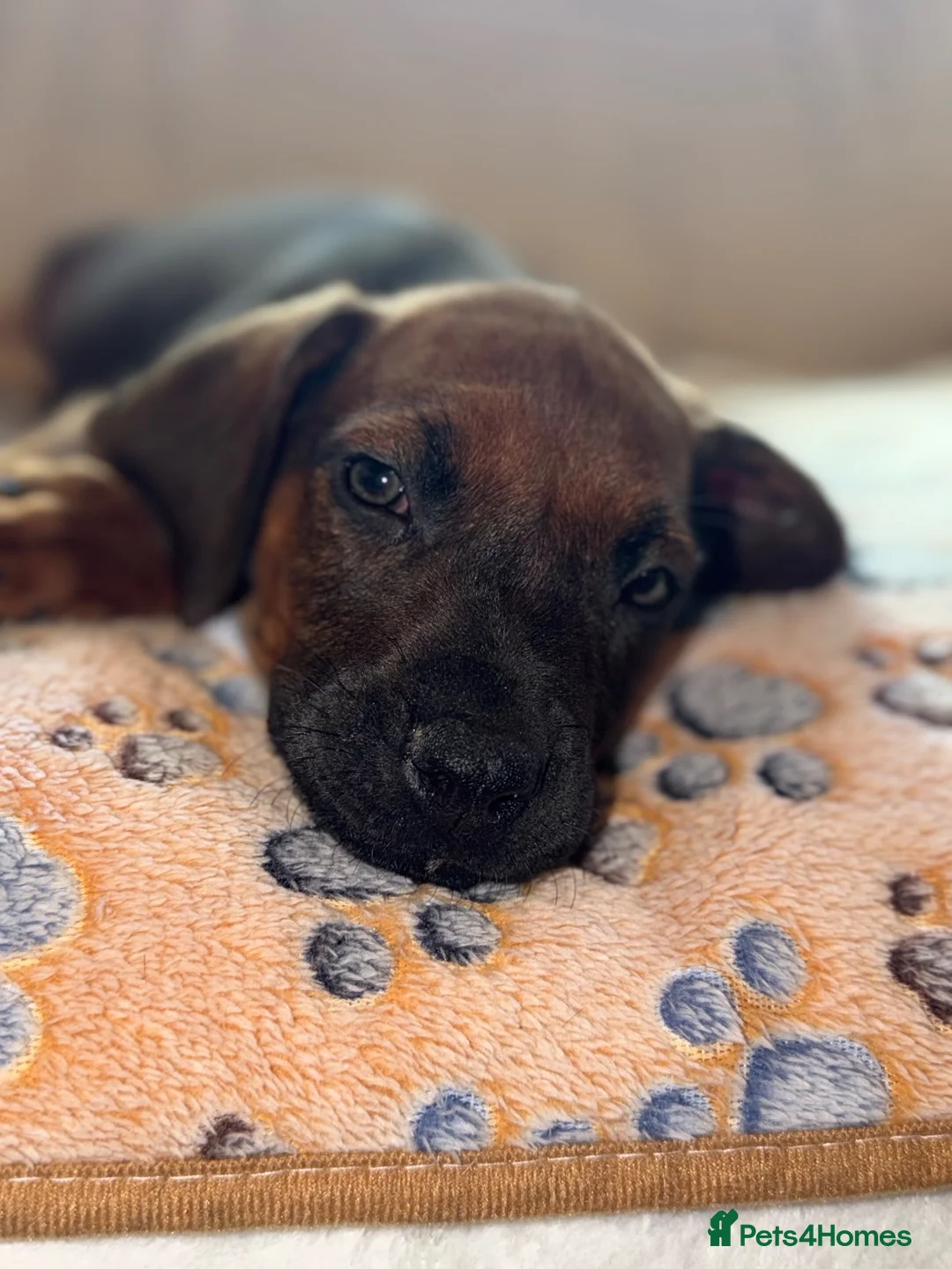 Rhodesian Ridgeback dogs for sale: KC Rhodesian Ridgebacks - Advert 1