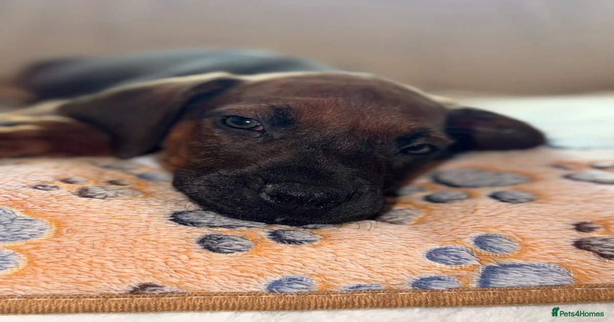 Ridgeback Rhodesian Ridgeback Puppies For Sale Pets4Homes Ridgeback Rhodesian Ridgeback Puppies For Sale Pets4Homes
