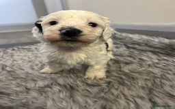 Havanese dogs for sale: 🐾 8 Havanese Puppies for Their Forever Homes 🐾 - Image 3