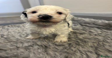 Havanese dogs - Advert 30