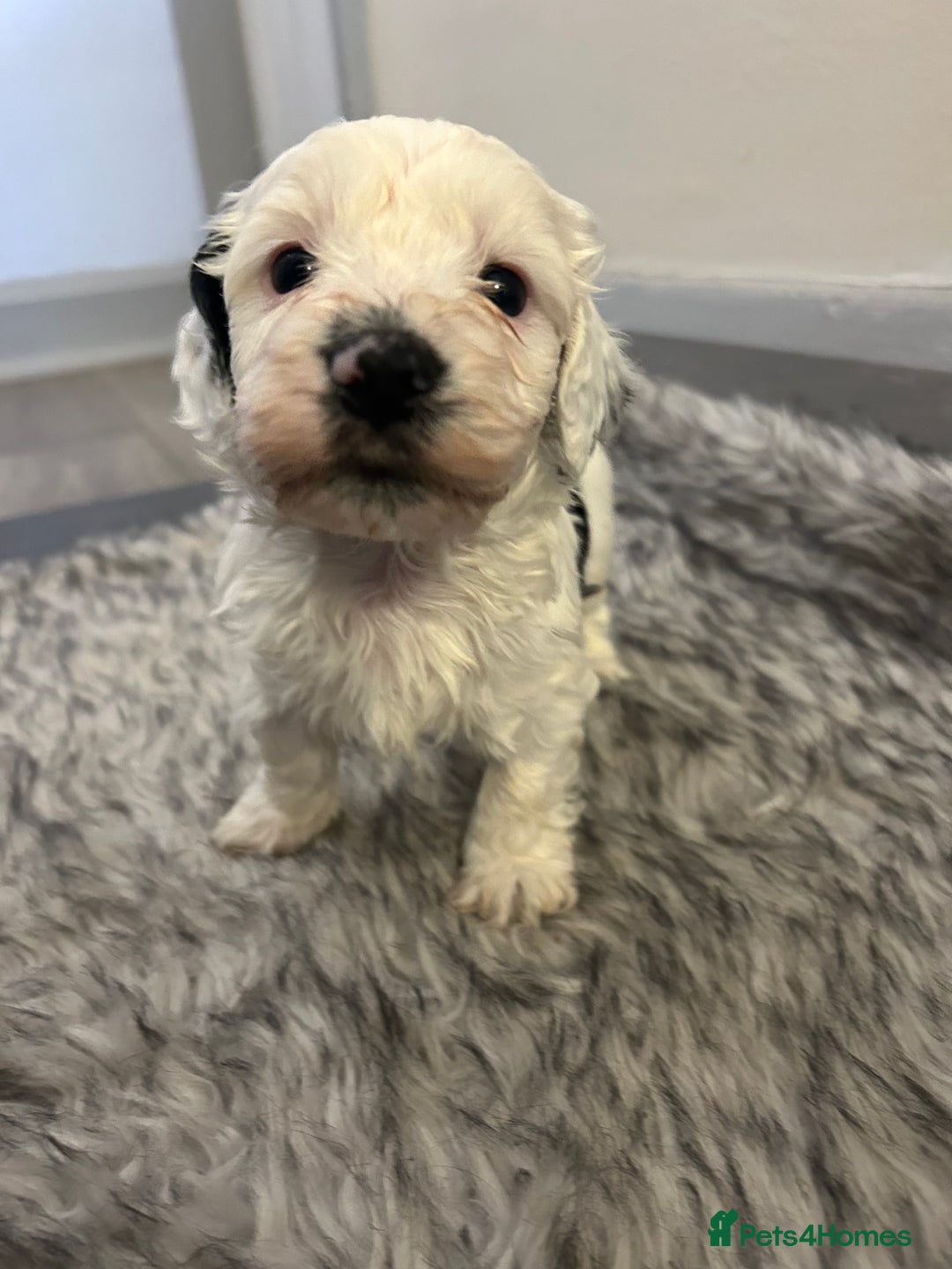 Havanese dogs for sale: 🐾 8 Havanese Puppies for Their Forever Homes 🐾 - Image 3