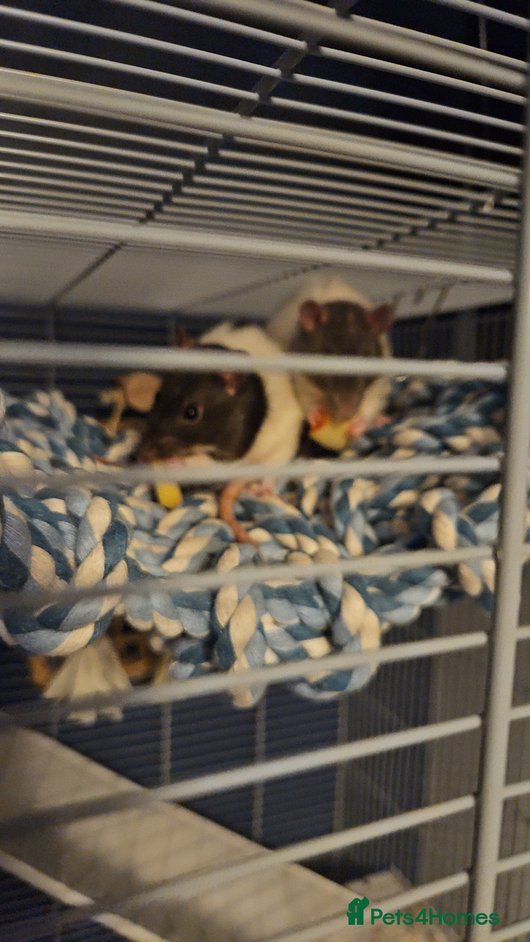 Rat rodents for sale: 2 Female Rats for Sale with full cage set up.  - Advert 1