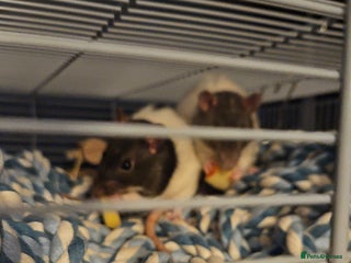Rat rodents 2 Female Rats for Sale with full cage set up. - Advert 1