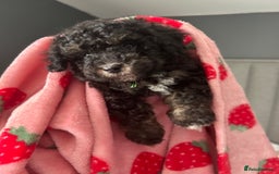 Toy Poodle dogs for sale: *Price reduced *last 2 Kc reg toy poodle pups  - Image 13