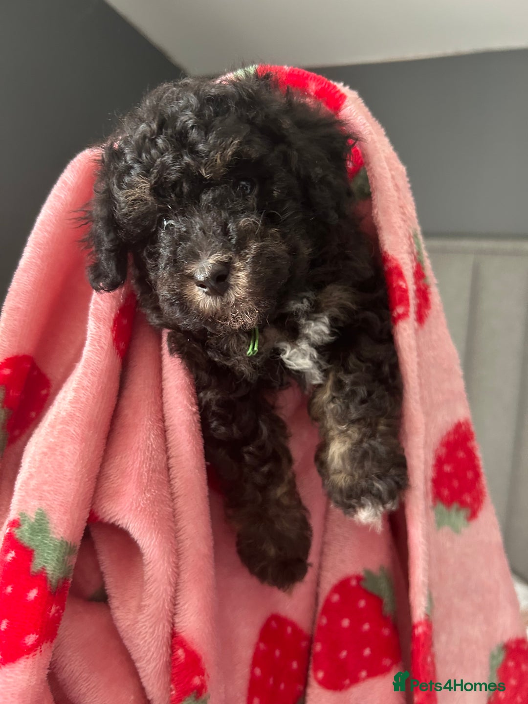 Toy Poodle dogs for sale: *Price reduced *last 2 Kc reg toy poodle pups  - Image 13