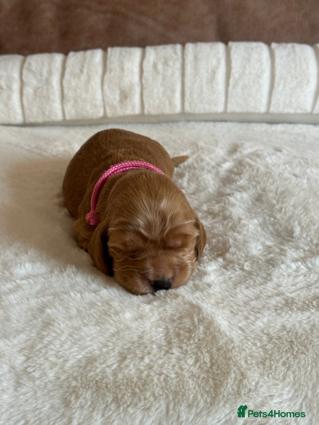 Cocker Spaniel dogs for sale: Extensively Health Tested KC Reg Puppies  - Advert 5