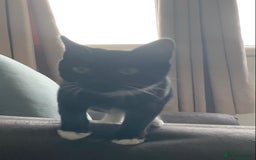 Mixed Breed cats for sale: Socks - Image 6
