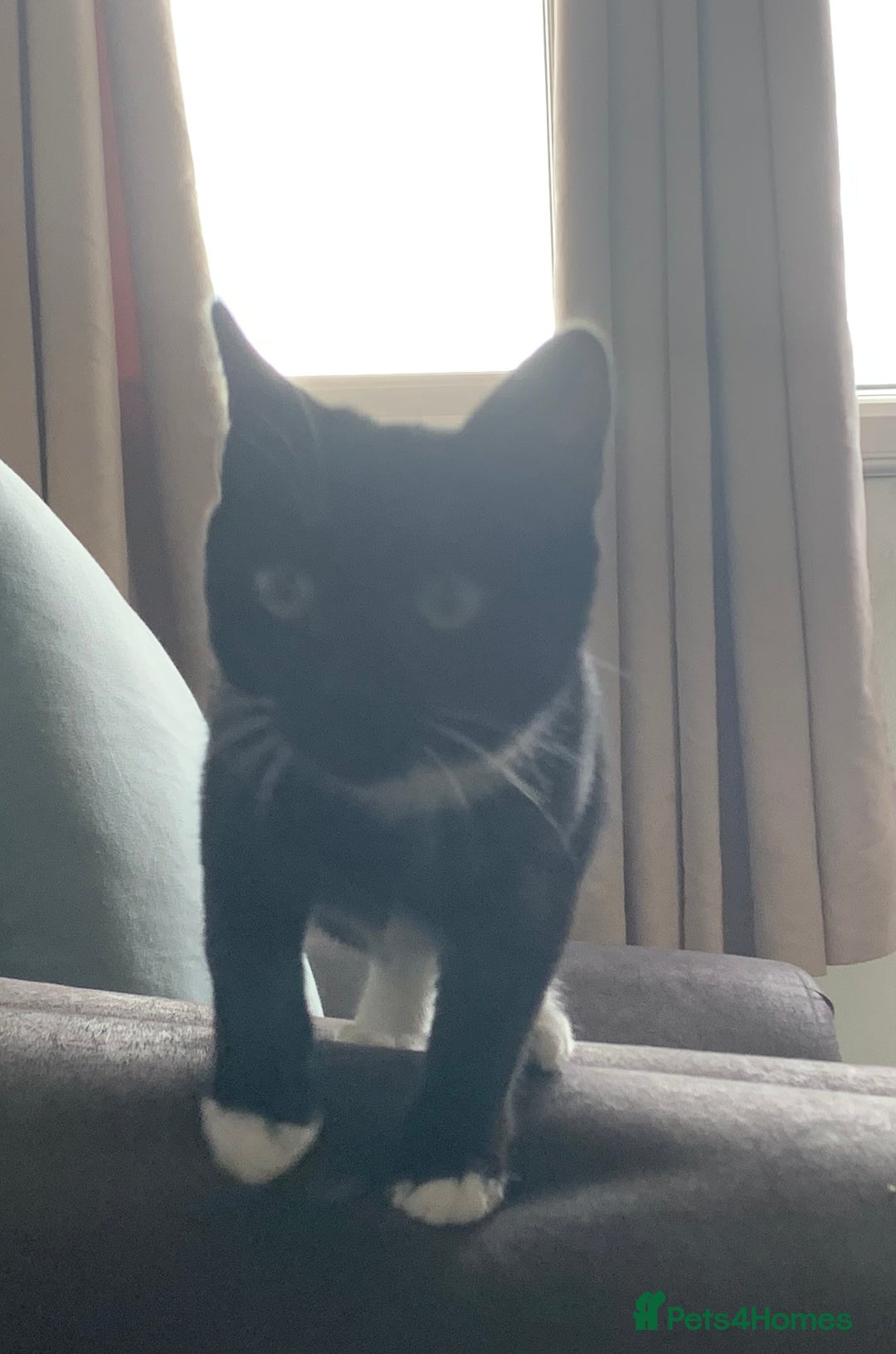 Mixed Breed cats for sale: Socks - Image 6