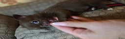 Chihuahua dogs for sale: Tiny chihuahua babies  - Advert 6