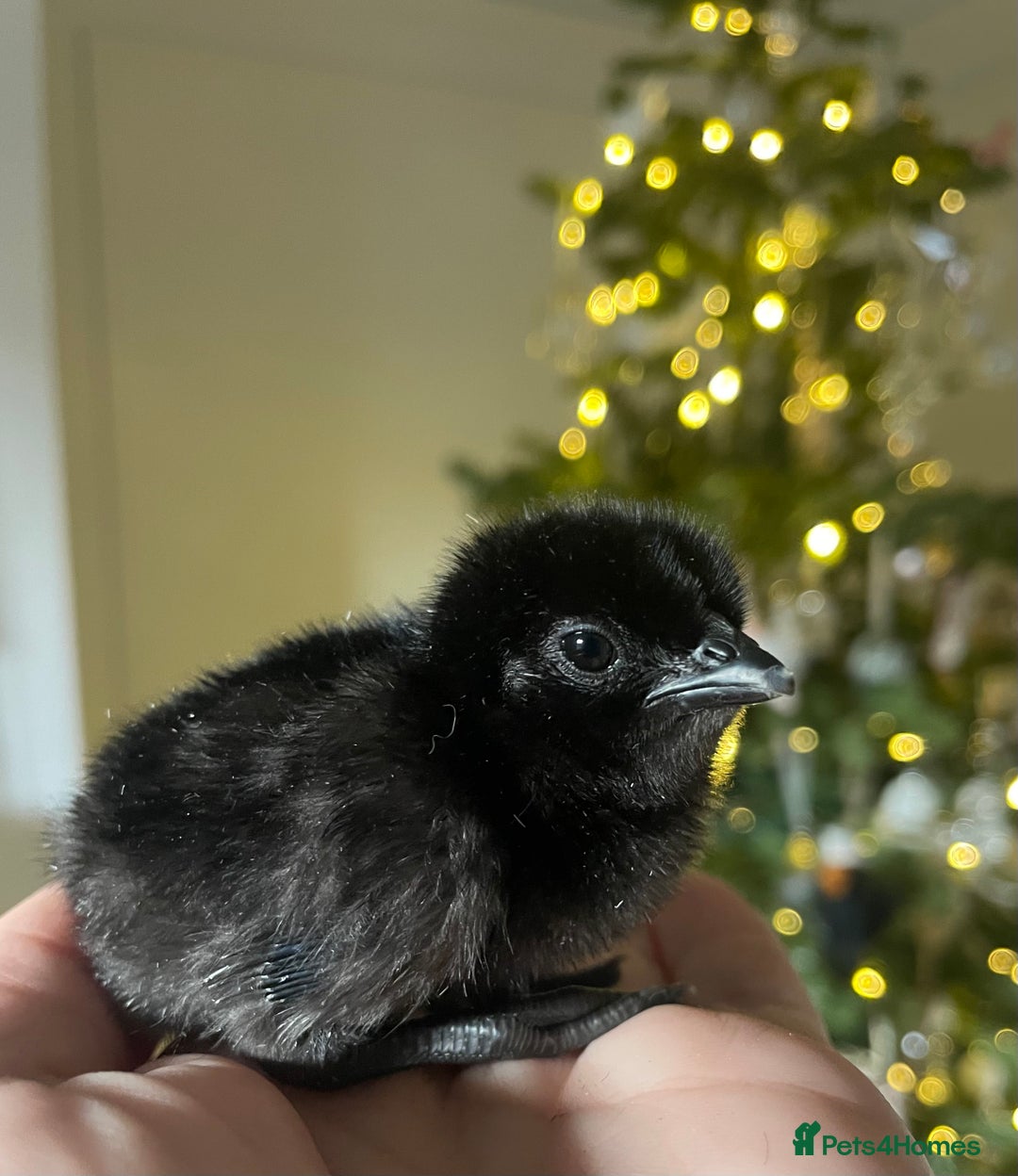 Chickens poultry for sale: 2 LEFT Ayam Cemani  (born 10/12)  - Advert 1