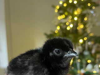 Chickens poultry Ayam Cemani (born 10/12) - Advert 16