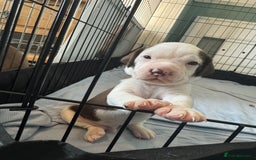 Mixed Breed dogs for sale: Litter of 9 healthy pups  - Image 15