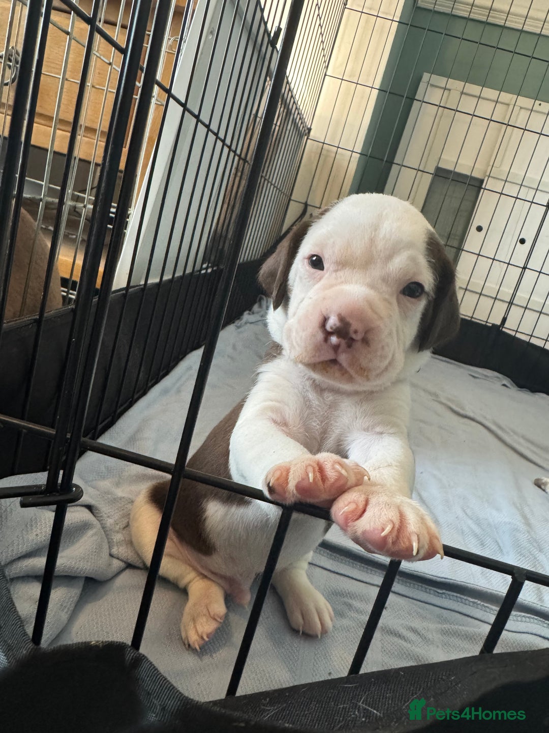 Mixed Breed dogs for sale: Litter of 9 healthy pups  - Image 15