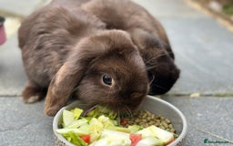 Mini Lop rabbits for sale: PLEASE READ 🐰 male and female (both neutered) in Leicester - Image 4