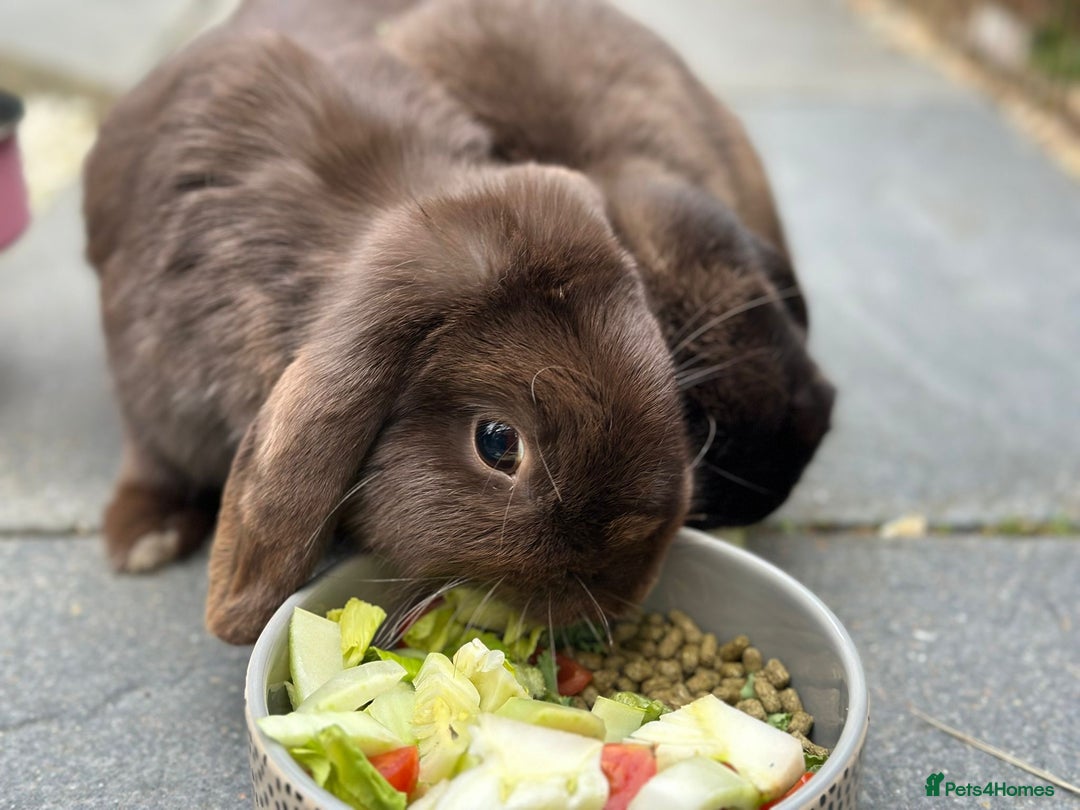 Mini Lop rabbits for sale: PLEASE READ 🐰 male and female (both neutered) in Leicester - Image 4
