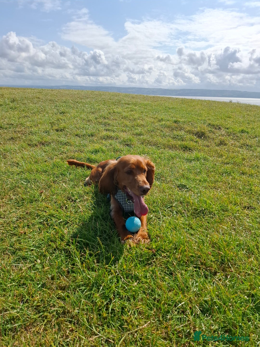 Cocker Spaniel dogs for stud: Handsome working Cocker Spaniel for stud - Advert 7