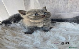 British Shorthair cats for sale: A charming kitten will be available in December. - Image 23