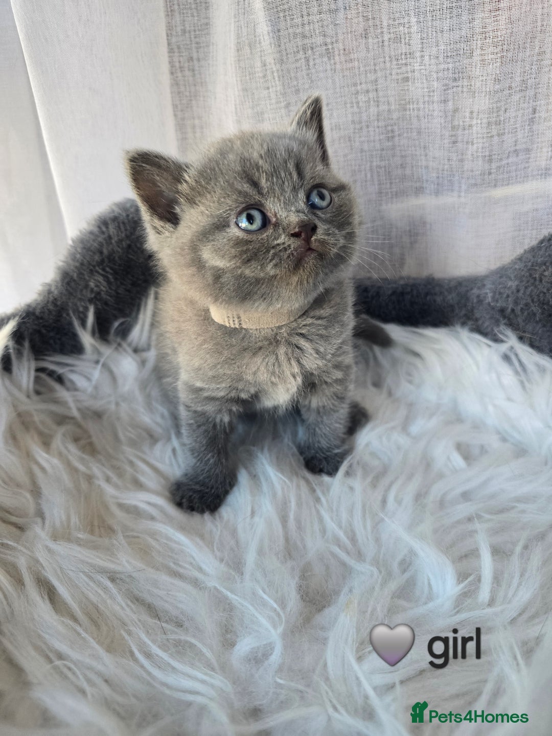 British Shorthair cats for sale: A charming kitten will be available in December. - Image 23
