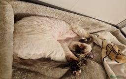 Devon Rex cats for sale: Two wonderful girls - Image 4