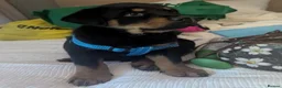 Rottweiler dogs for sale: 🪐🪐Fantastic chunky big bone pups🌞get them now🌞 in Perth - Advert 4