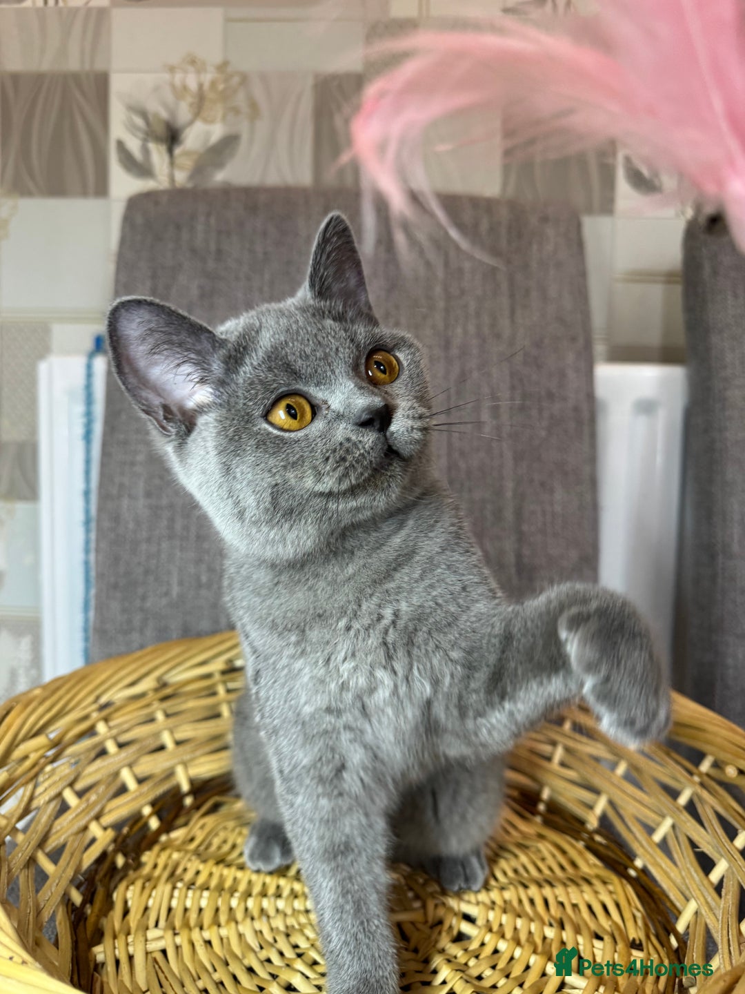 British Shorthair cats for sale: Beautiful British Shorthair Girls  in Bristol - Image 9