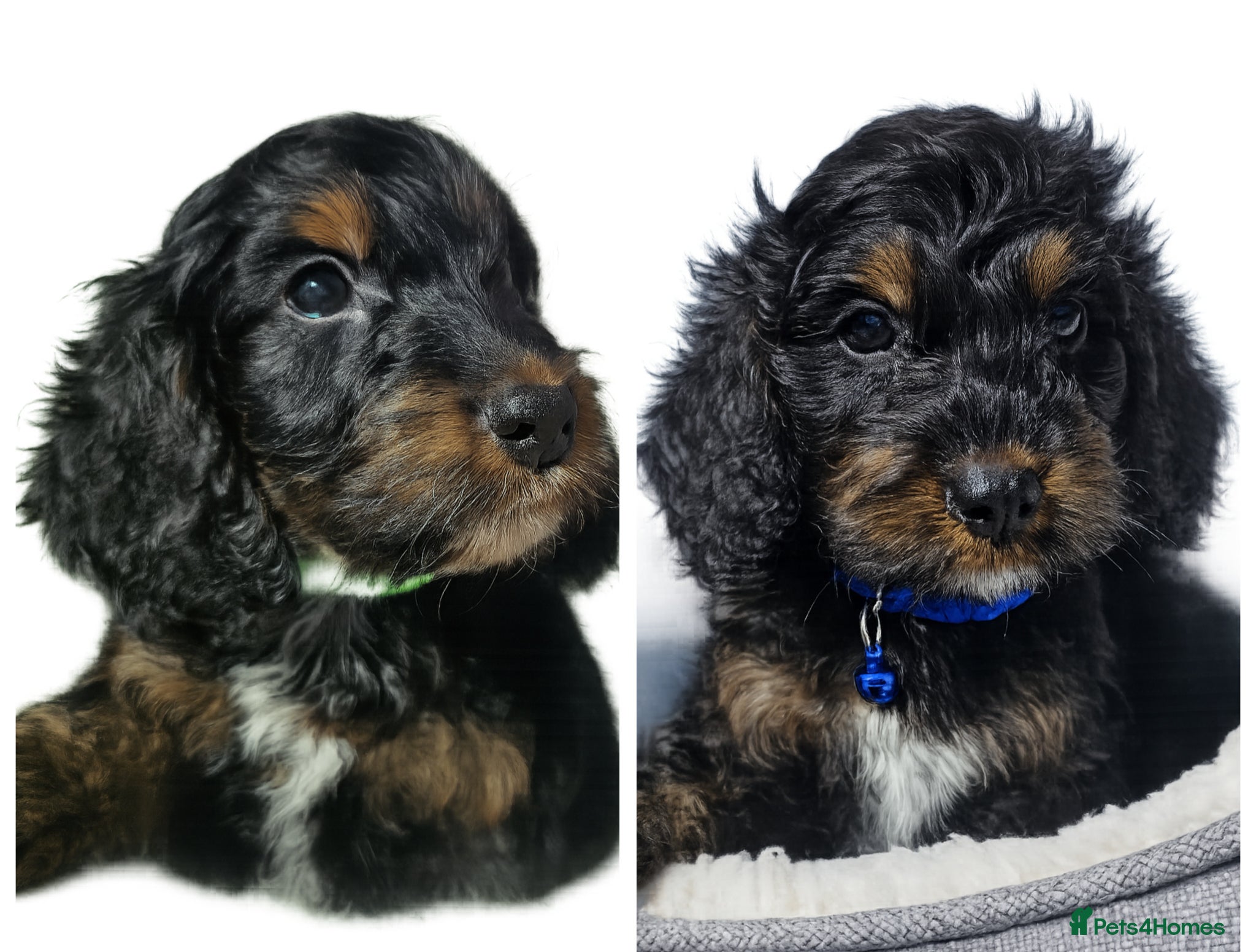 Cockapoo dogs licensed breeder, 2 boys available for loving home - Advert 1