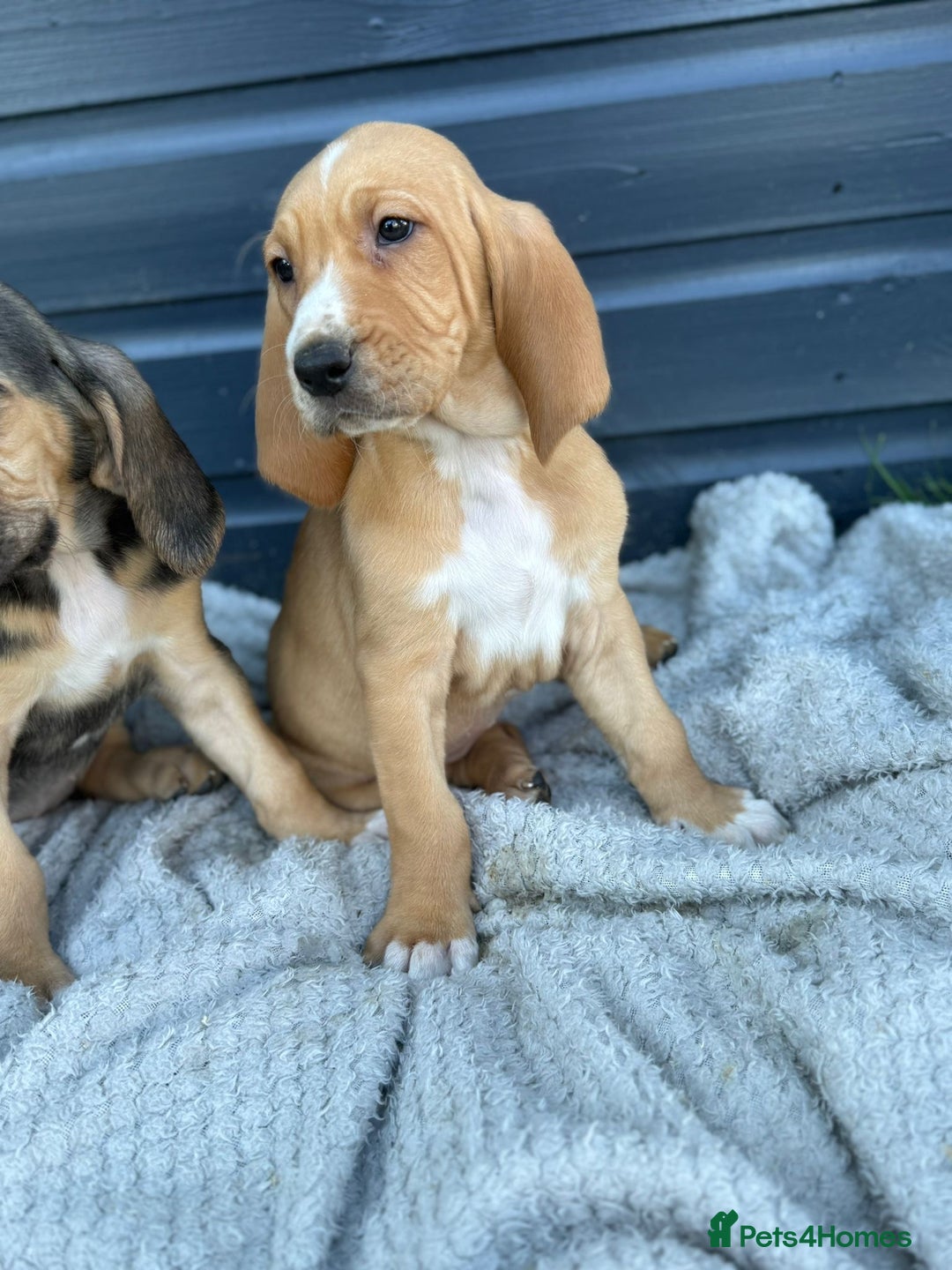 Bloodhound dogs for sale: Beautiful bloodhound puppies  - Image 1