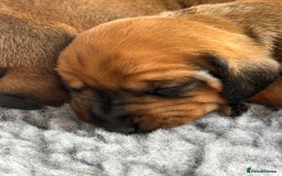 Dachshund dogs for sale: Beautiful smooth haired Dachshund puppies  - Image 4