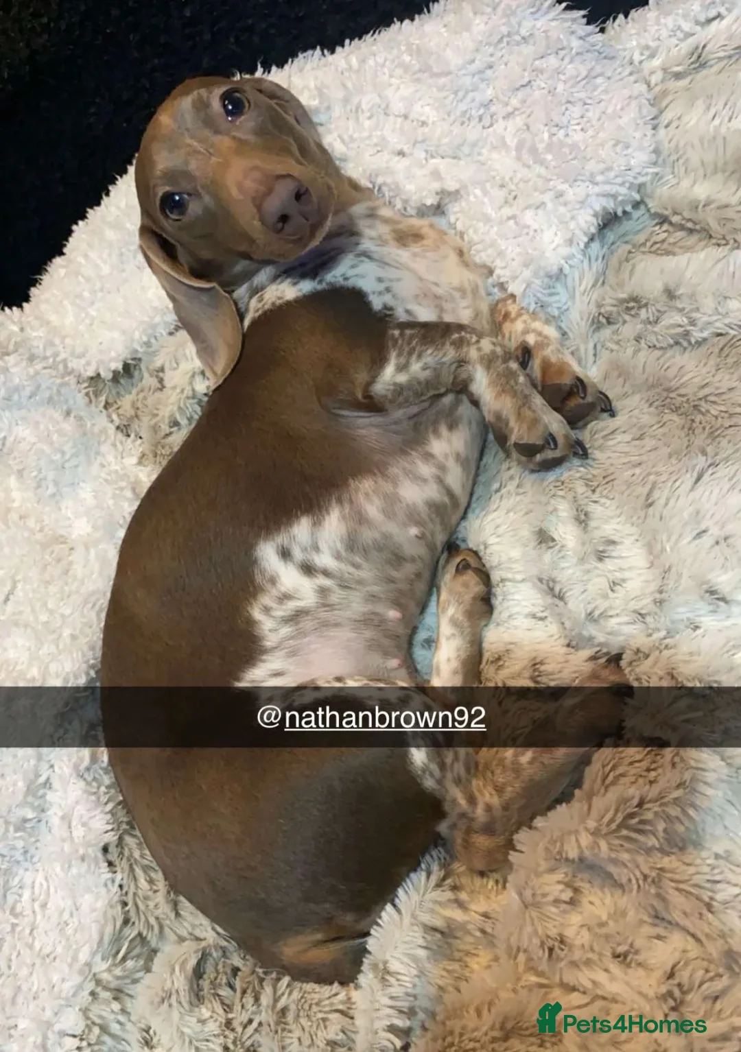 Miniature Dachshund dogs for sale: Beautiful litter of piebald puppies - Advert 7